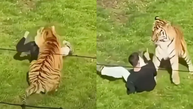 Yorkshire wildlife park remains closed after man dies in tiger attack